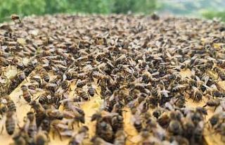 ’Bingöl bal arısı’ ile hem arı ölümlerinin...