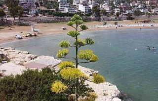 Bir ayda 5 metre uzamıştı, 60 yıl sonra çiçek...