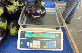 Bir kiloluk patlıcanları gören şaşırıyor