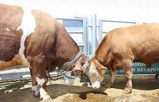 Bir tonluk kilosuyla canlı hayvan pazarının gözdesi...