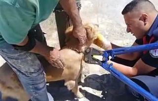 Biri direğe bağlı, diğeri kuyuda mahsur kalan...