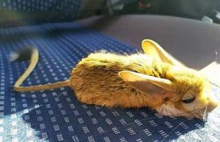 Bitkin halde bulunan Arap Tavşanı tedavi altına...