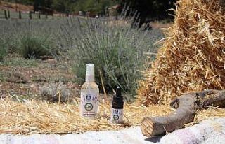 Bodrum Belediyesi, kendi yağını üretiyor