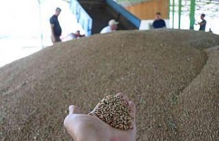 Bolu’da çiftçiler tonlarca buğdayı TMO’ya...