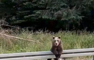 Boz ayı adeta poz verdi