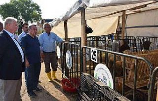 Bozüyük Belediyesi hayvan pazarı bayrama hazır