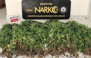 Bozüyük’te hint keneviri bitkisi ele geçirildi