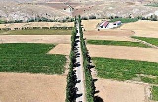 Bu koridora giren hayran kalıyor