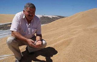 Buğday üreticisi TMO’yu tercih ediyor