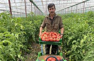 Burdur yaylalarında domates hasadı başladı