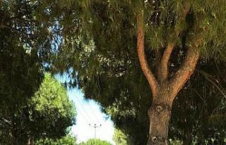 Burhaniye’ de nişanlıya koç götürme geleneği...