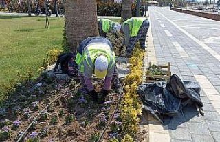 Burhaniye’de 60 bin çiçek dikildi