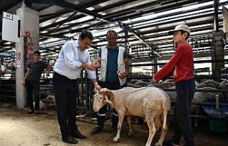 Bursa kurban pazarında hareketli günler