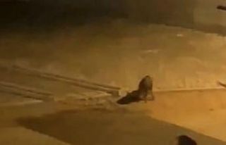 Bursa’da aç kalan domuz sürüsü şehre indi