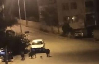 Bursa’da aç kalan domuzlar şehir merkezine indi