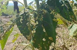 Bursa’da ayçiçeği tarlalarında çayır tırtılı...