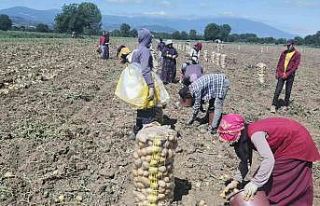 Bursa’da patates hasadı başladı... Tarlada kilogramı...