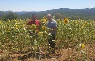 Bursa’da tarım alanlarında tırtıl istilası
