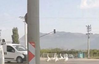 Bursa’da yola çıkan kazlar nedeniyle şehirlerarası...