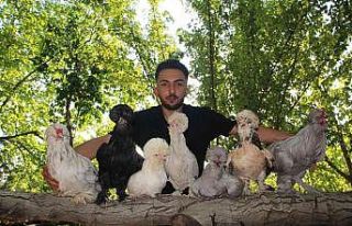 Bütün zamanını Osmanlı saray sultan tavuklarına...