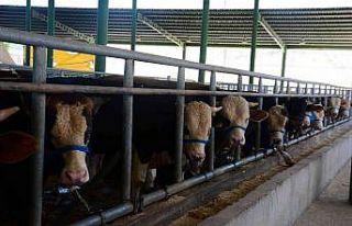 Büyükbaş hayvan satıcıları satışlarını tamamladı,...