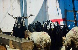 Büyükşehir’den kurban kesecek vatandaşlara önemli...