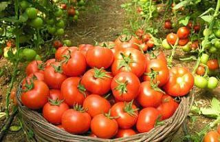 Çameli’nde ’En iyi domates’ yarışması düzenlenecek