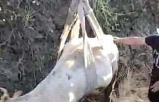 Çamura saplanan ineği VEDAŞ ekipleri kurtardı