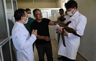 Can dostları sahiplerinin dikkatine