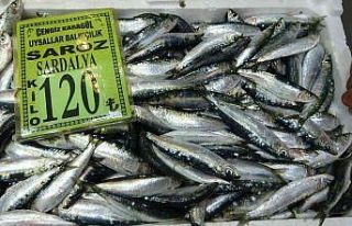Çanakkale’de sardalyanın kilosu 120 lira oldu