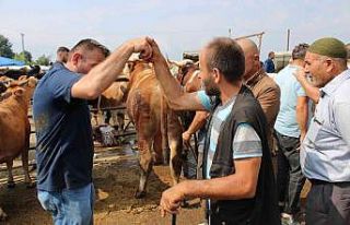 Canlı hayvan pazarında Kurban Bayramı öncesi yoğunluk...