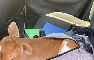 Çantadan buzağı çıktı