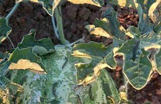 Çayır tırtılında mücadele zamanı