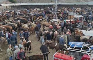 Çekerek’te kurbanlıklar alıcılarını bekliyor