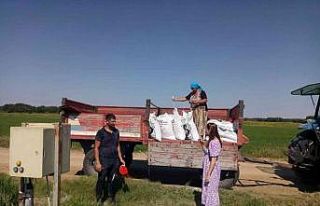 Çeltik tarlalarında gübreleme sürüyor