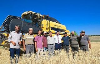 Çiftçilere dağıtılan tohumlar hasat ediliyor