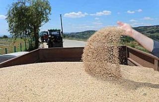 Çiftçiye dağıtılan buğdayların ilk hasadı...