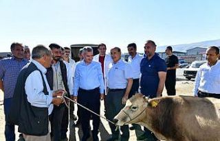 Çınar, canlı hayvan pazarını ziyaret edip, üreticilerle...