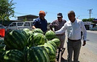 Cincin Karpuzu, tezgahlarda ki yerini aldı