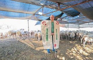 Çoban kepeneği giyen Başkan Zolan koyun kırktı