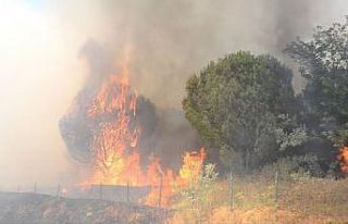 Çorlu’da ormanlık alan ve anız alev alev yandı