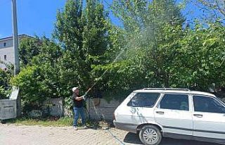 Cumayeri Belediyesi Amerikan Kelebeği’ne karşı...