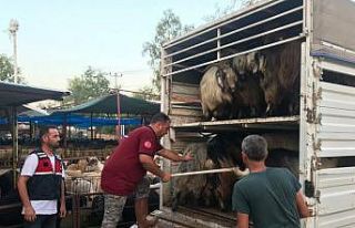 Daha fazla para kazanma vaadiyle elindeki hayvanlarından...