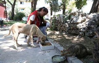 Denizli’de Pet Kafe ve Mama Üretim Tesisi yoğun...