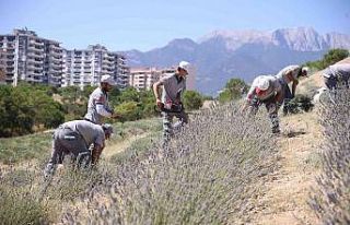 Denizli’nin mor bahçesinde lavanta hasadı yapıldı