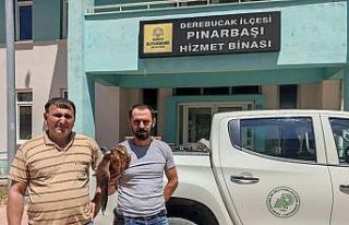 Derebucak’ta yaralı bulunan kızıl şahin koruma...
