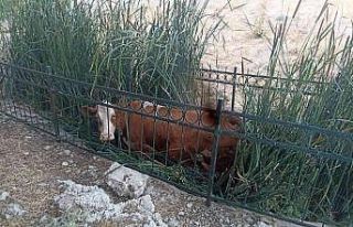Dereye düşen inek kurtarıldı
