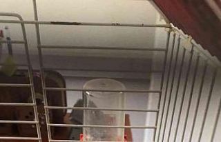 Dicle ilçesinde bulunan 2 baykuş yavrusu koruma...