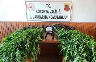 Domaniç’te 100 kök keneviri ele geçirildi