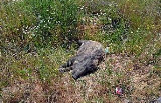 Domuza çarpan otomobil takla attı; 1’i ağır...